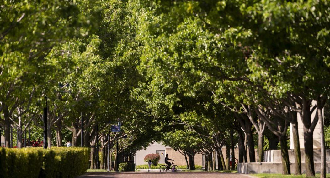 一个学生在校园里骑自行车，旁边是一排树